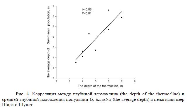 . 4.     (the depth of the thermocline)      G. lacustris (the average depth)      . 