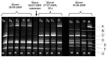 PCR/DGGE -   16S r    